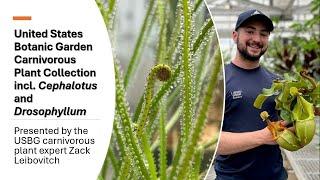United States Botanic Garden Carnivorous Plant Collection - incl. Cephalotus and Drosophyllum