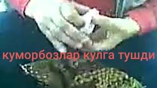 Куморбозлар Кулга тушдими