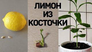 Как вырастить лимон из косточки.