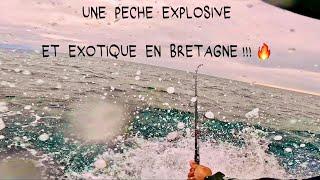 Je DÉCOUVRE une PÊCHE EXPLOSIVE et EXOTIQUE en BRETAGNE ( Pêche du plus gros prédateur des mers )