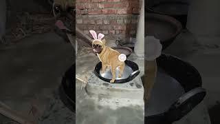 #dogcratoonvideo #shortvideo #funnyvideo #kidsvideo #viralvideo