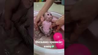 Обезьянка принимает ванну #monkey #bathroom #baby