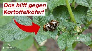 Kartoffelkäfer erkennen und bekämpfen | So gelingt es OHNE CHEMIE!