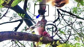 Never seen Newborn baby monkey just born MaMa r-e-jected to a-b-andon c-r-ying s-a-dly on high tree