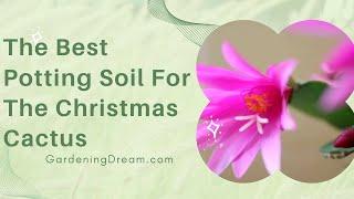 The Best Potting Soil For The Christmas Cactus