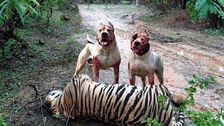 Pitbull VS Tiger Meet in The Wild! - Blondi Foks