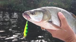 Angeln mit Wobbler auf Rapfen an der Maas in Holland, Roermond