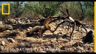 Speed dating de aranhas | National Geographic Portugal