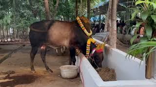 தென் திருப்பதி | Then Tirupati | Mettupalayam |Lord Venkateswara |Temple| Thirupathi@viswadwani