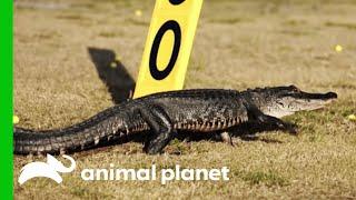 Gator Wanders Onto Golf Course | Gator Boys