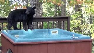 Bear in a Hot Tub