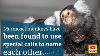 Marmoset monkeys have been found to use special calls to name each other.