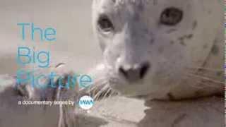 The Big Picture, Episode 2: Seal Pups Love Milkshakes