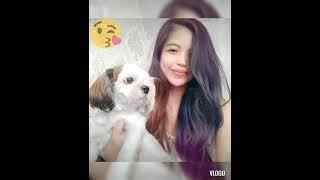 TIKTOK SHORT VIDEO WITH MY LOVELY SHIHTZU LEXIE | Aibandz Tv | periscope