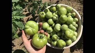 БЕЛАРУСЬ Минск Уручье Первый урожай томатов на моем эко-огороде! / Belarus MINSK The tomato harvest