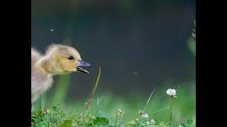 A Video Photo Album: Three Goslings