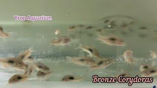 CORYDORAS PART 01 [Trop Aquarium] (Singapore)