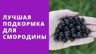 Лучшая подкормка смородины , малины , крыжовника .Обязательное условие хорошего урожая !!!