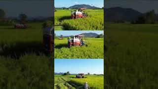 #Kubota #RiceHarvest #RiceHarvester #FarmingLife #Farming  #Agriculture #Harvest  #TractorLife