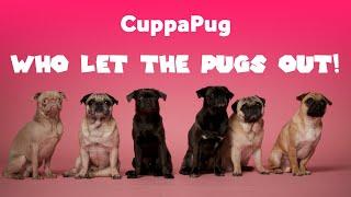 Who let the pugs out! CuppaPug ft Andres Cruz