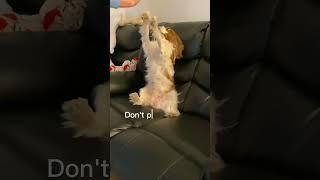 My Dog Will Melt Your Heart with Her Sit and High Five Trick! ️️️