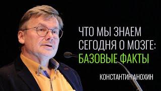 Что мы знаем сегодня о мозге: базовые факты. Константин Анохин