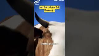 How to fix bloated Cow #facts #factsinhindi #shortvideos #minefacts #facts #amazingfacts #viralfacts