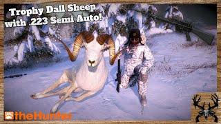 Dall Sheep with the .223 Semi Auto Rifle! | theHunter Classic