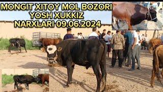 MONGIT XITOY MOL BOZORI yosh Xukkiz narxlari 09.06.2024#tortkol_uz #narx #narxnavo #gurlan #rek