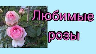 Мои любимые розы с названиями сортов. Сезон 2021г.