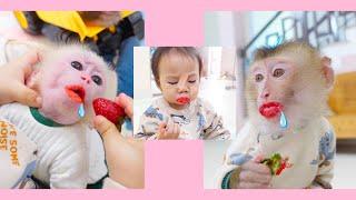 It was so cute when Pupu monkey shared strawberries with Poki monkey and baby nguyen.