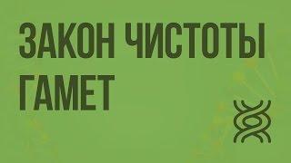 Закон чистоты гамет. Видеоурок по биологии 10 класс