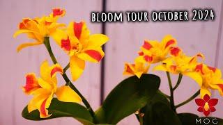 Orchid Bloom Tour - October 2024