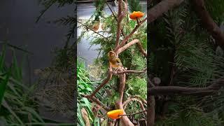 Singing Canary at #paradiseparkaviary