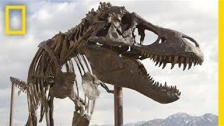 How a Giant T. Rex Packs for a Road Trip | National Geographic