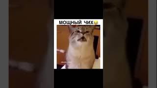 мощный чих