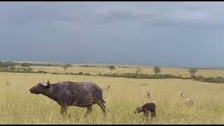 HYENAS ATTACKING AND EATING A NEWBORN BUFFALO CALF || WILD EXTRACTS