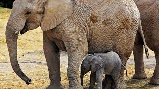 How mother Elephant giving birth in wild?