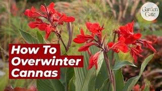 How To Overwinter Canna Bulbs | Save & Store Canna Lily Bulbs #containergarden #gardeningtips