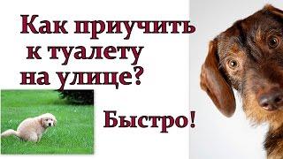 Как приучить щенка ходить на улицу быстро!  Щенок дрессировка