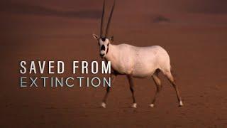 Saved From Extinction: Oryx Evacuees