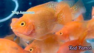 03.01.2025 Specials Part 3: Malawi Haps, Shrimps, Tanganyika, Parrotfish [Trop Aquarium] (Singapore)