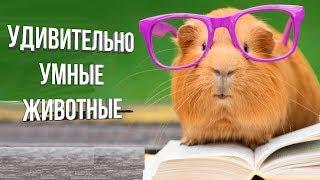 УМНЫЕ ЖИВОТНЫЕ, ИХ ПОСТУПКИ, УДИВИТЕЛЬНАЯ СООБРАЗИТЕЛЬНОСТЬ