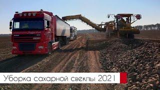 Збирання цукрового буряка 2021 | Sugar Beet Harvest 2021 | Agro Vector (10.10.21)