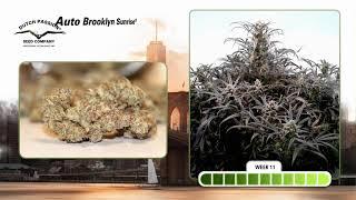 Auto Brooklyn Sunrise® Dutch Passion   Time Lapse