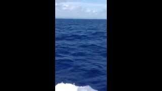 Peixe Marlin pulando no barco