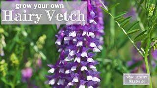 Sow Right Seeds | Hairy Vetch