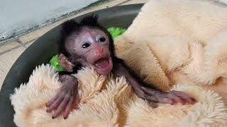 This poor baby monkey's first day in my house. I feel he is very sad.