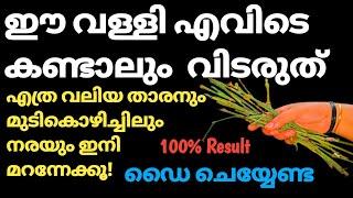 ഈ വള്ളി വീട്ടിലുണ്ടെങ്കിൽ എത്രനരച്ചു മുടിയും കട്ടക്കറുപ്പാക്കാം/Natural Hair Dye@Jobysdreamworld