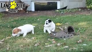 Sweet Jack Russell Terrier Puppies